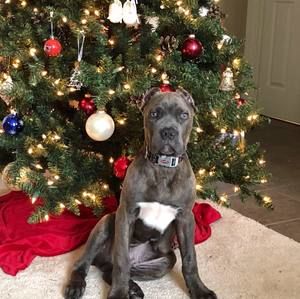 Meet your Posher, Bronxtails